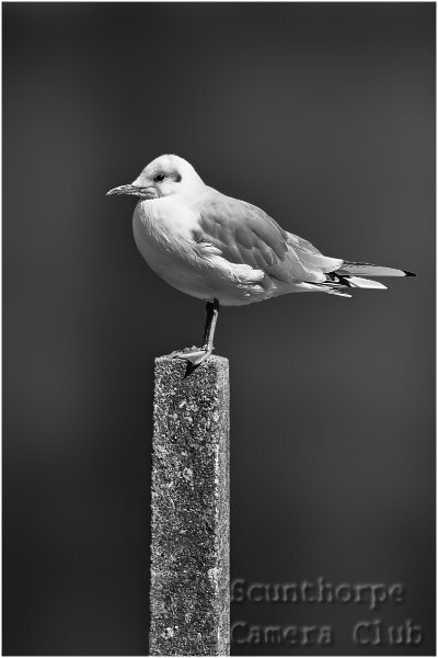 Bird on a post